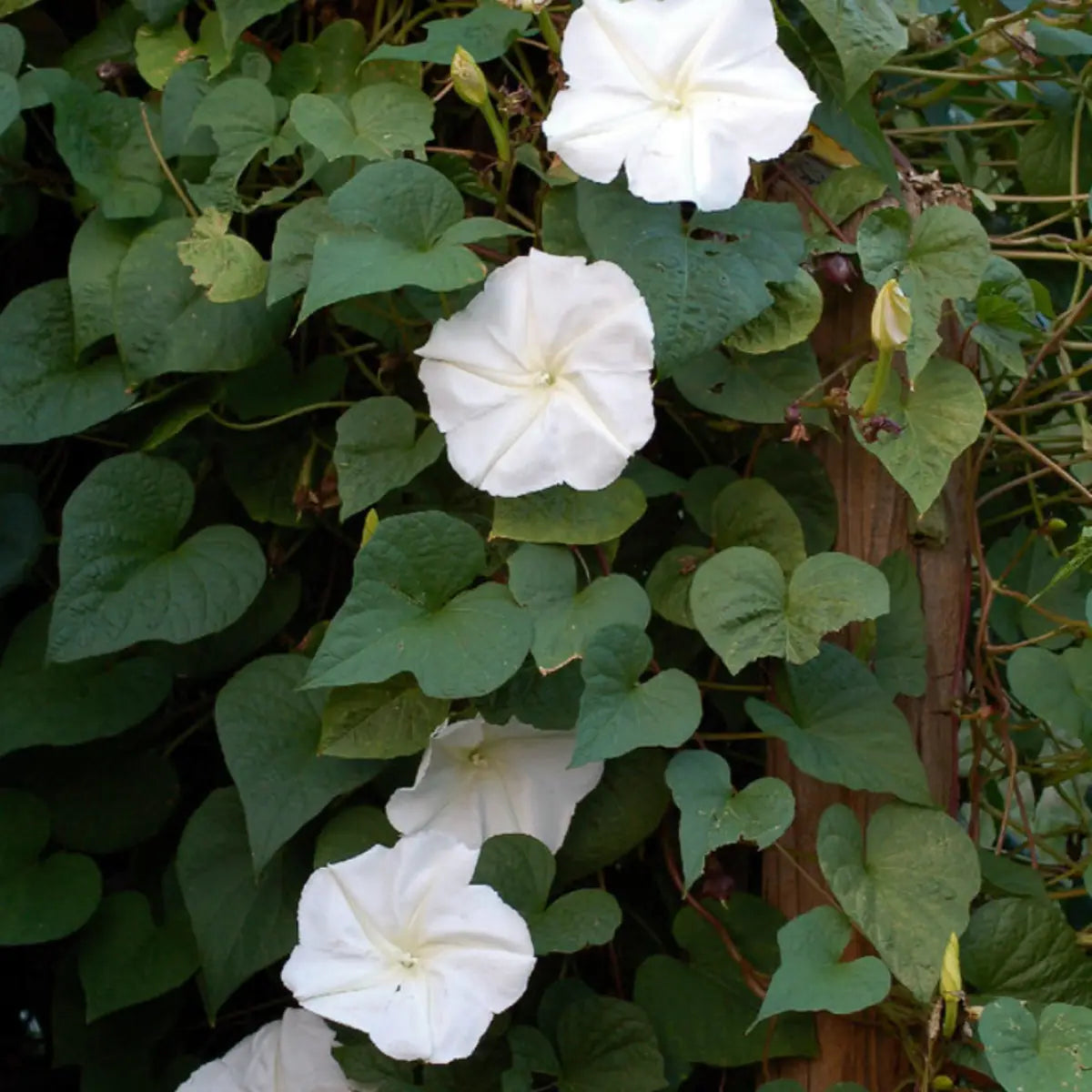 Sow The Magic Moonflower (Does Not Ship To AZ) Garden + Gift Seed Packet