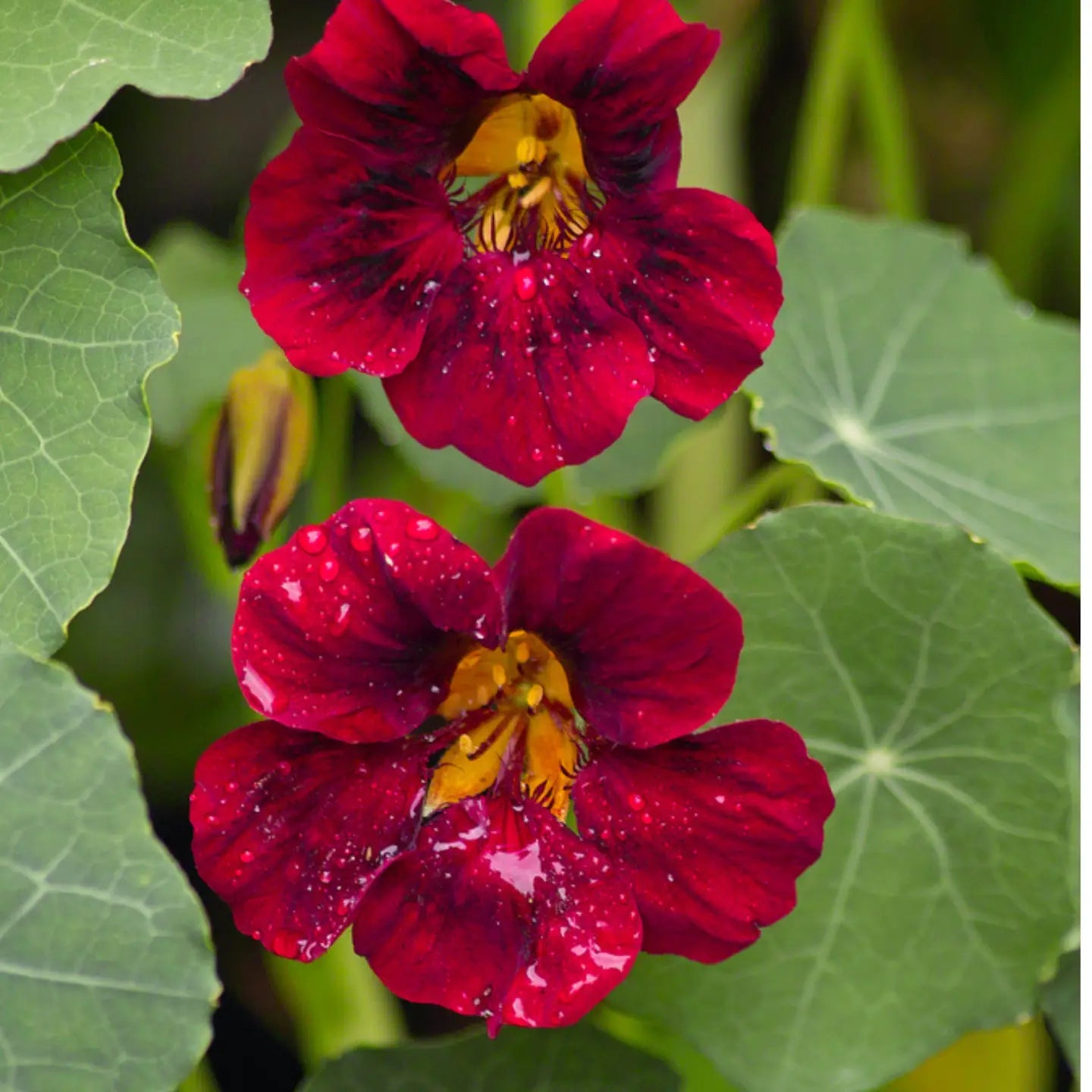 Sow The Magic Black Velvet Nasturtium Tarot Garden + Gift Seed Packet