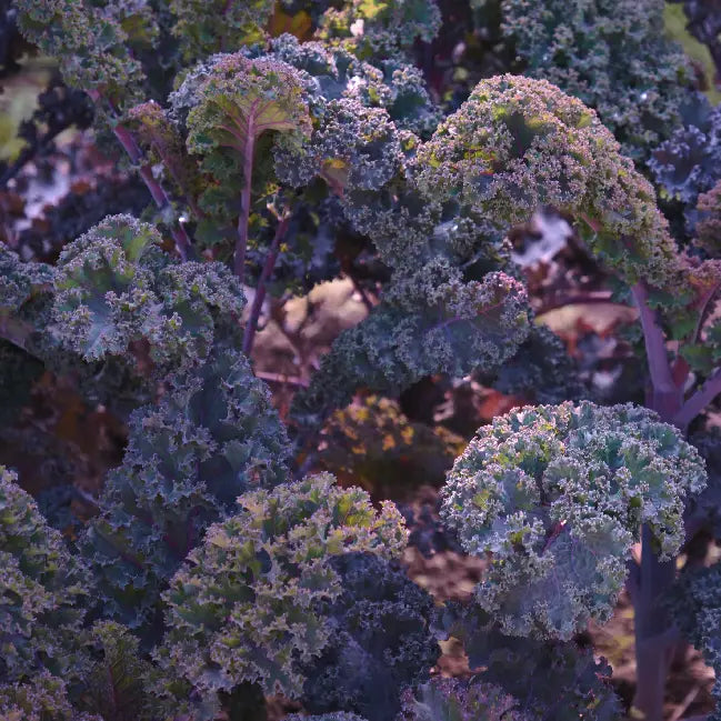 Sow The Magic Scarlet Kale Tarot Garden + Gift Seed Packet