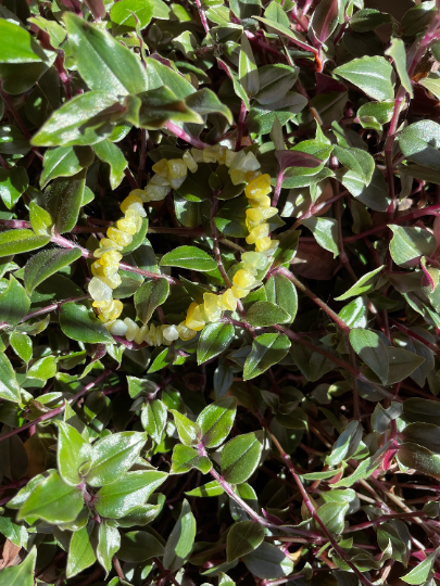 Lemon Yellow Jade Crystal Chip Bracelet