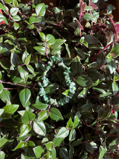 Tree Agate Crystal Chip Bracelet